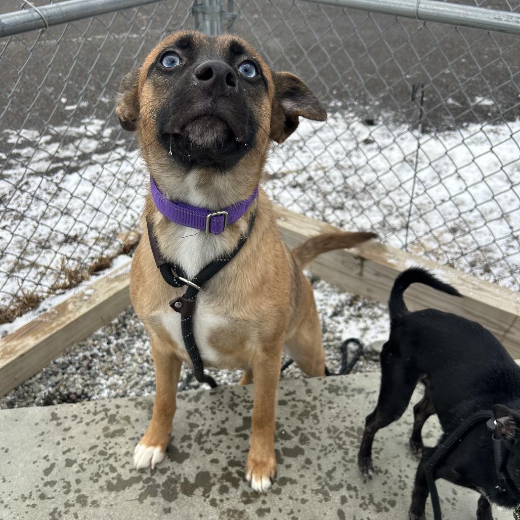 Calamari thumbnail 3