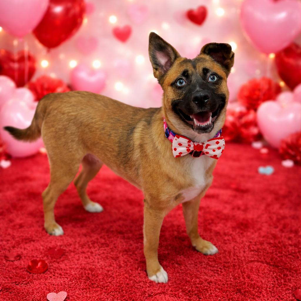 Calamari thumbnail 4