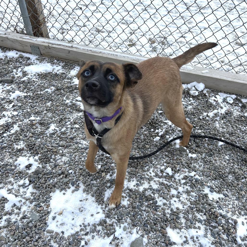 Calamari thumbnail 5