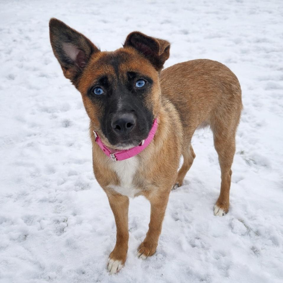 Calamari thumbnail 6