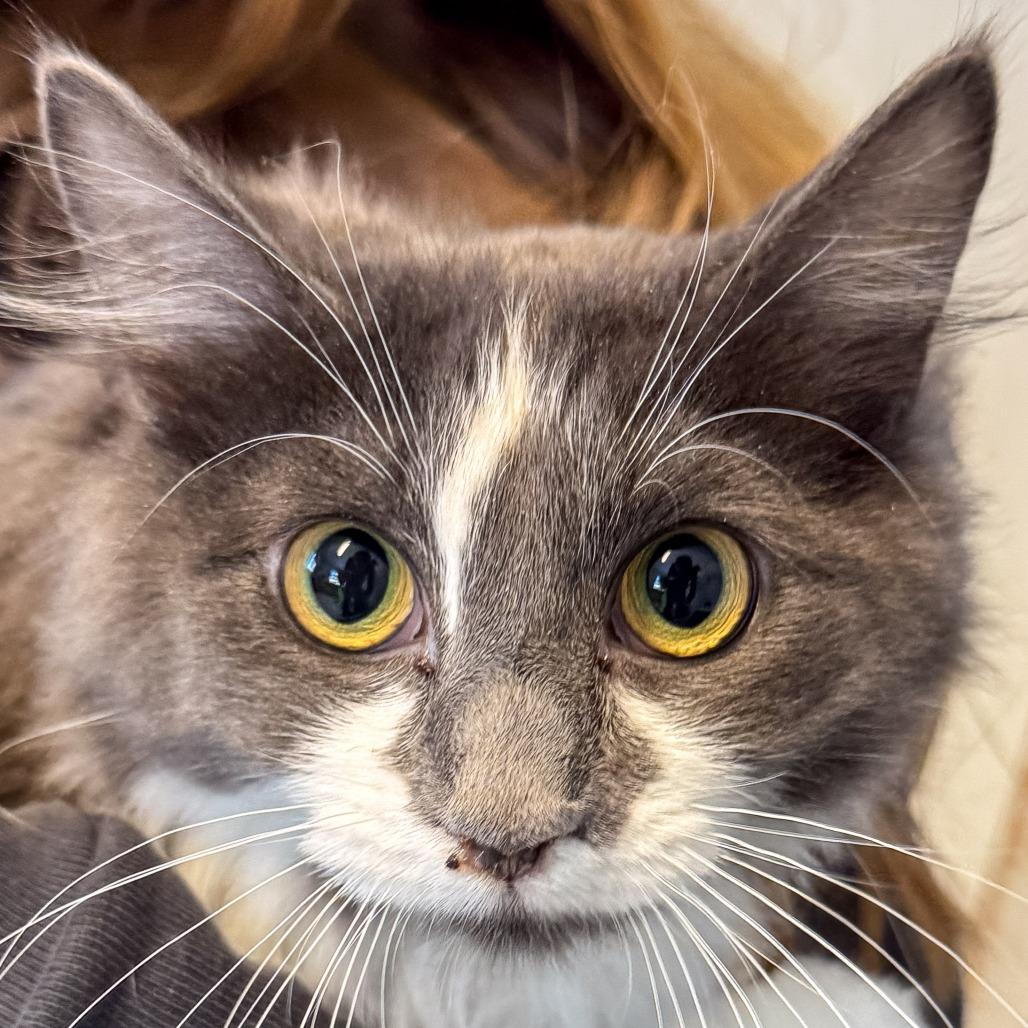 Oscar Bonded W Mccartney