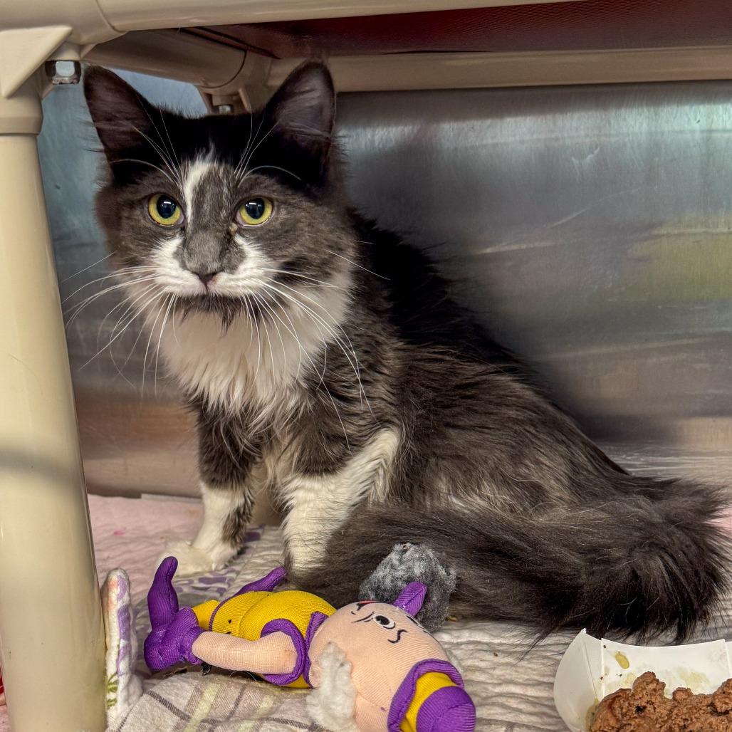 Oscar Bonded W Mccartney thumbnail 3