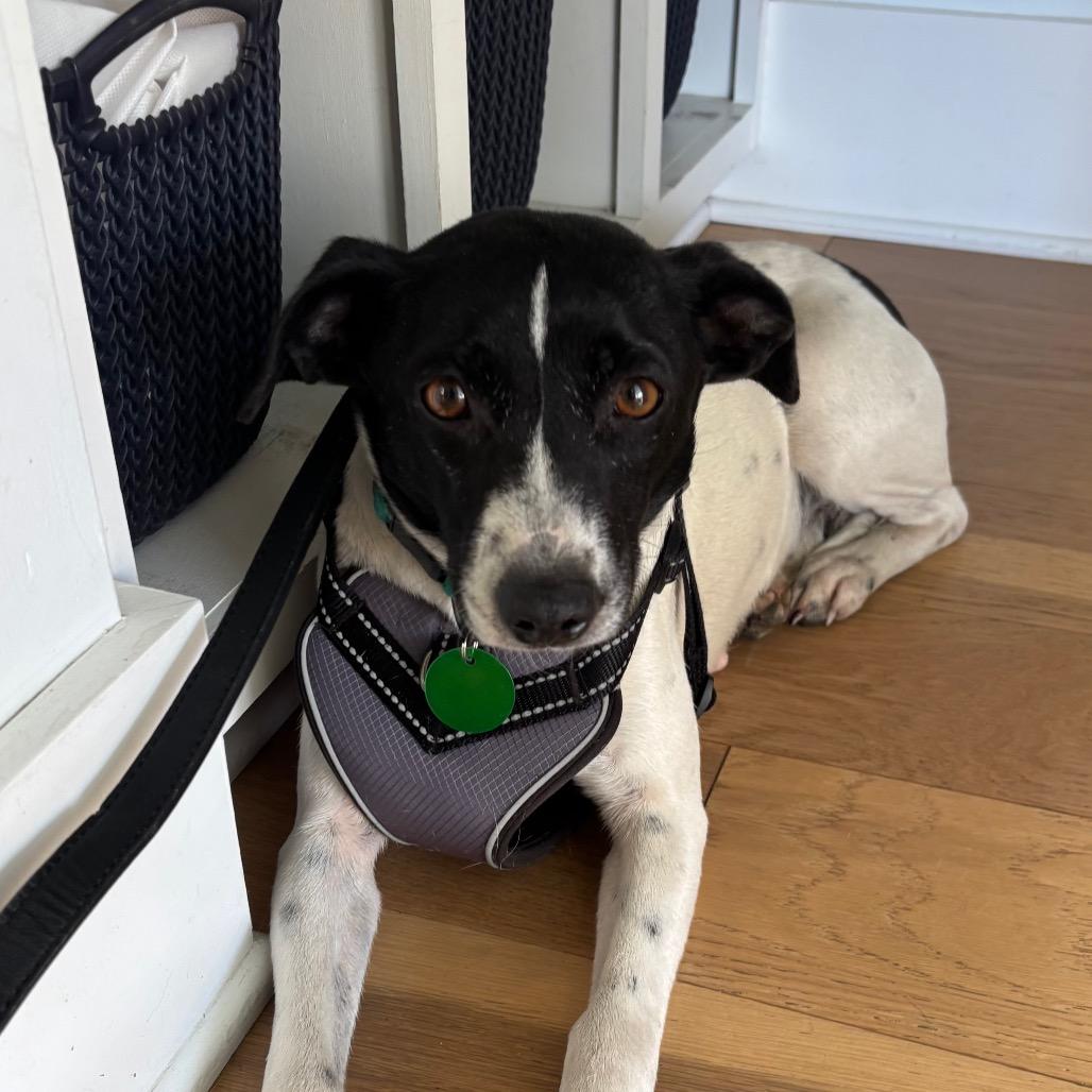 Magnolia Mae thumbnail 5