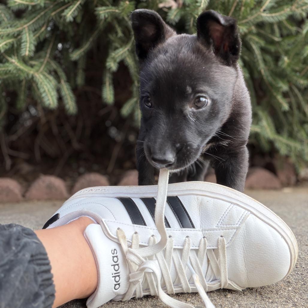 Betty Boop thumbnail 4