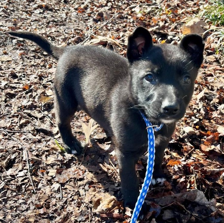 Betty Boop thumbnail 5