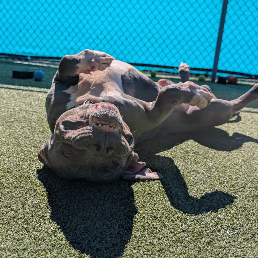 Beef Wellington thumbnail 2