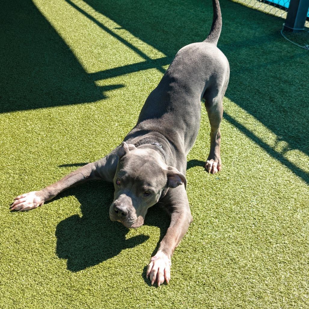 Beef Wellington thumbnail 3