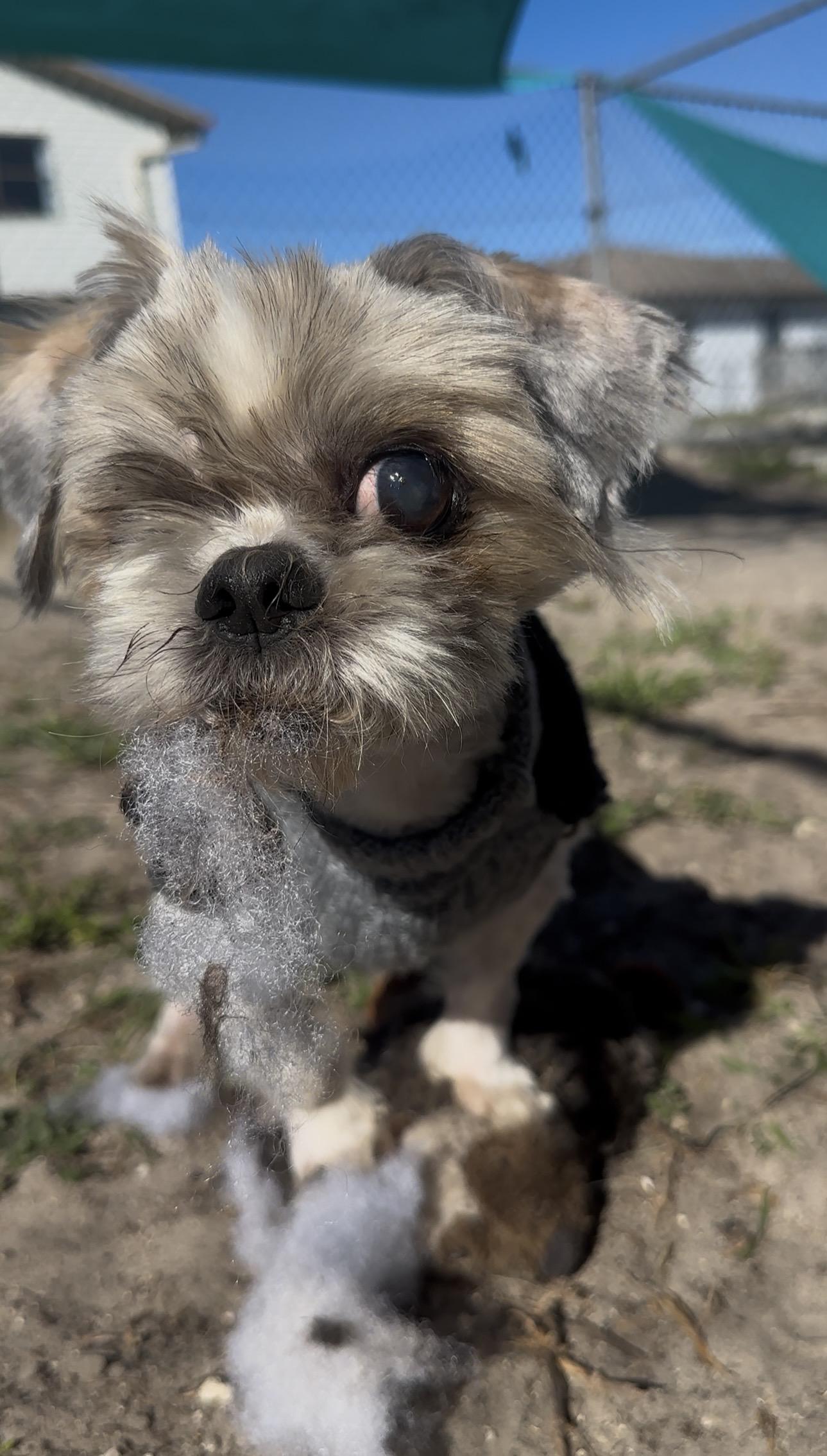 Mcgucket thumbnail 4