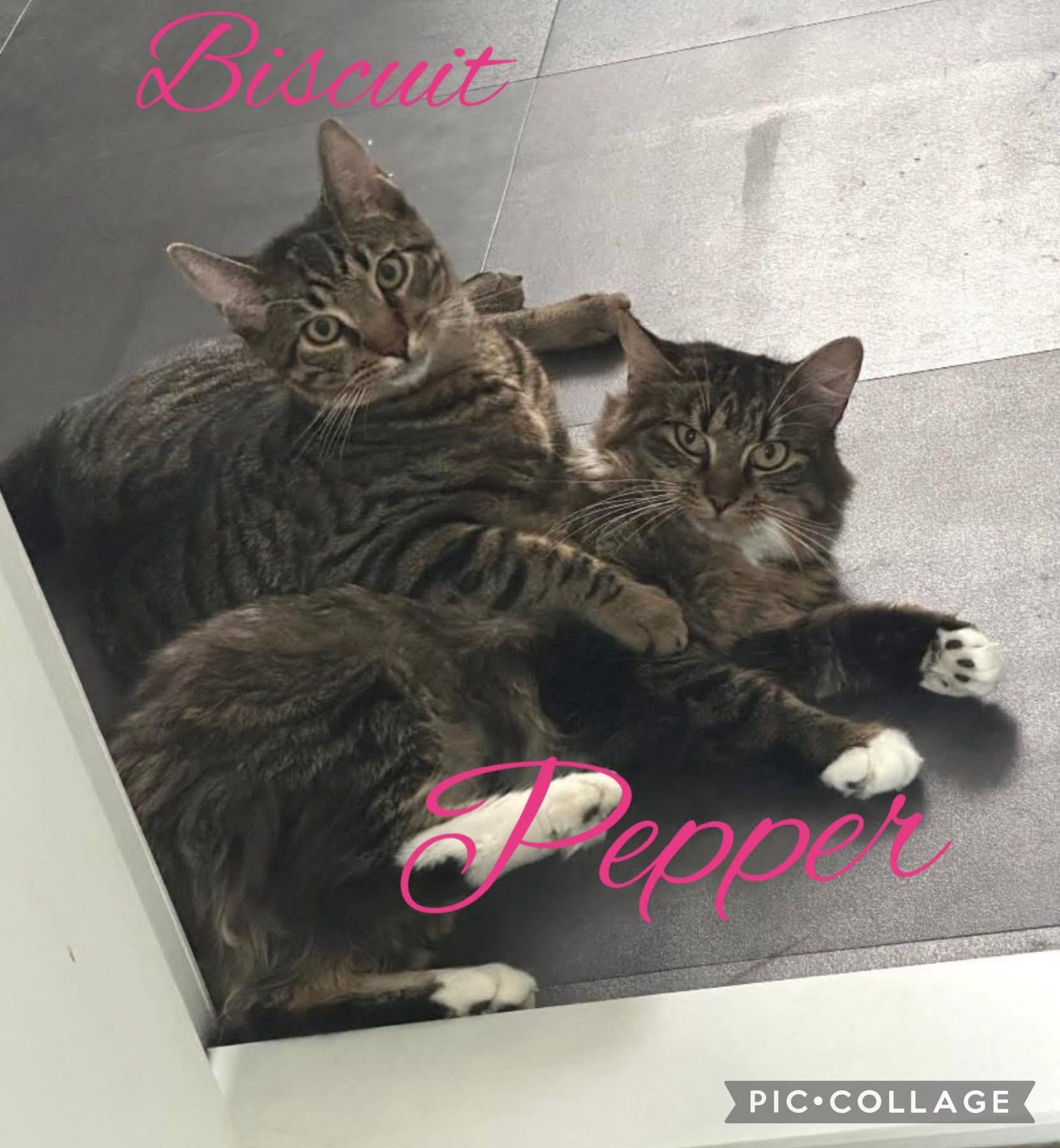 Pepper & Biscuit