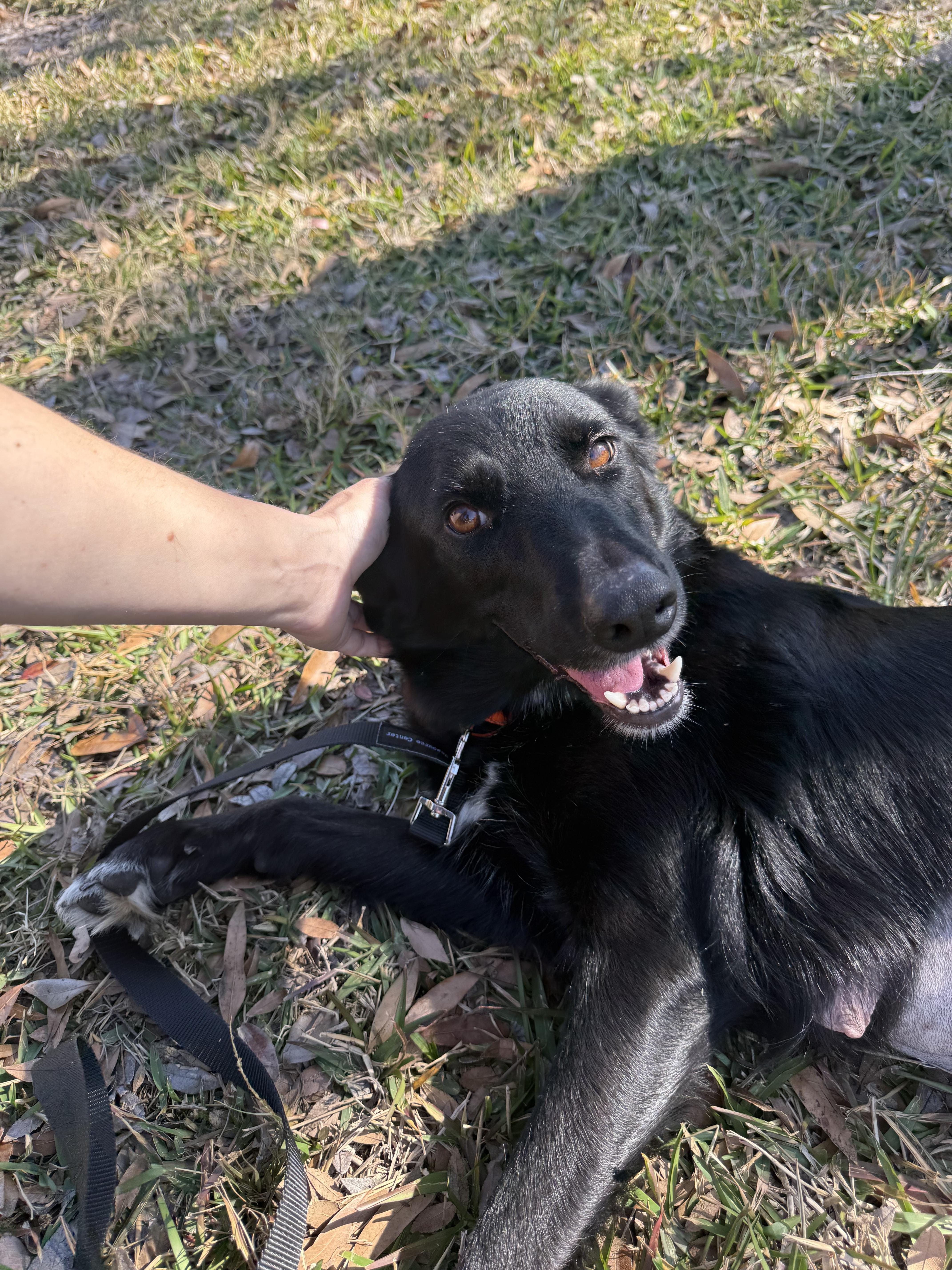 Scarlett thumbnail 4