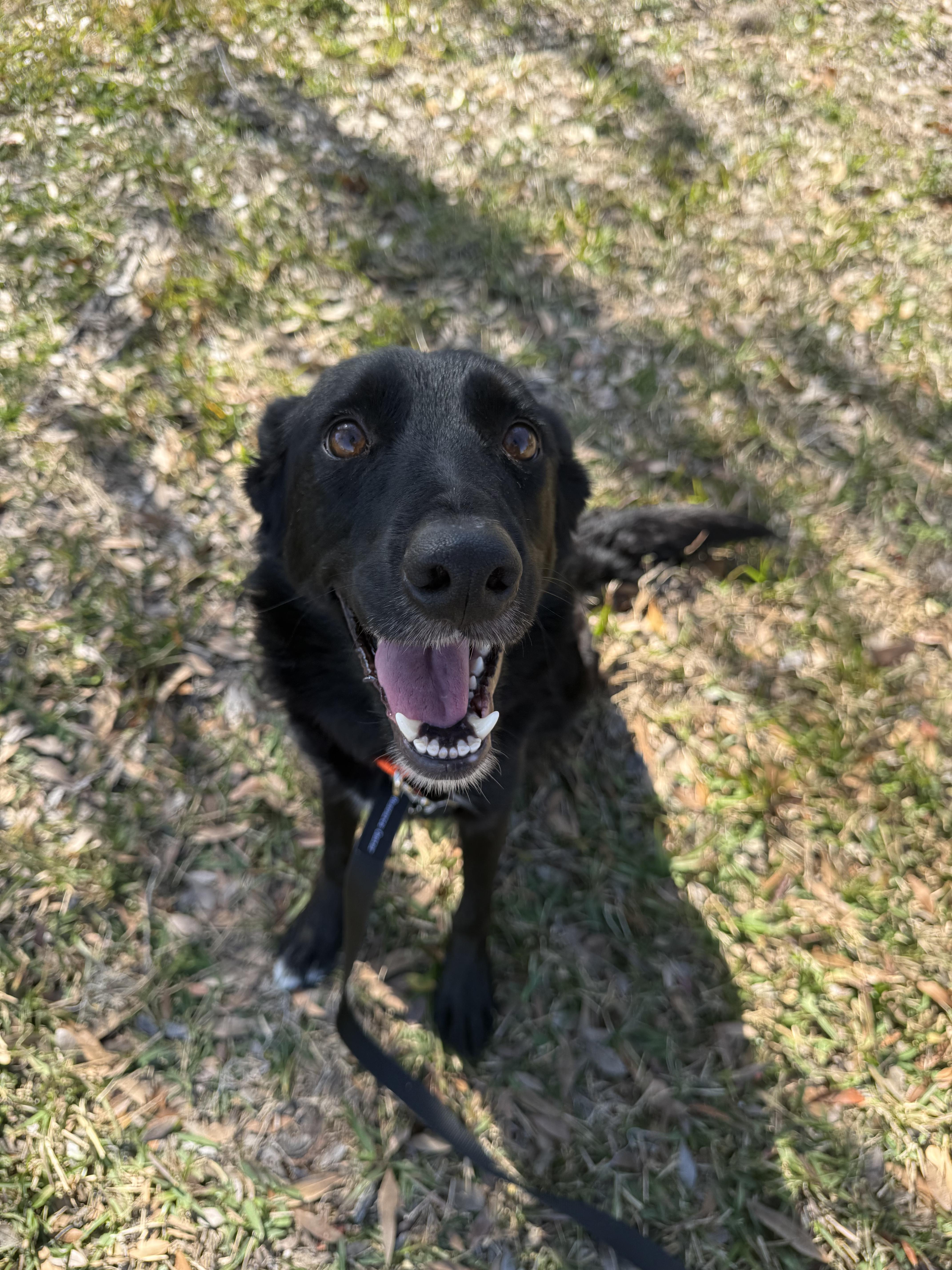 Scarlett thumbnail 5