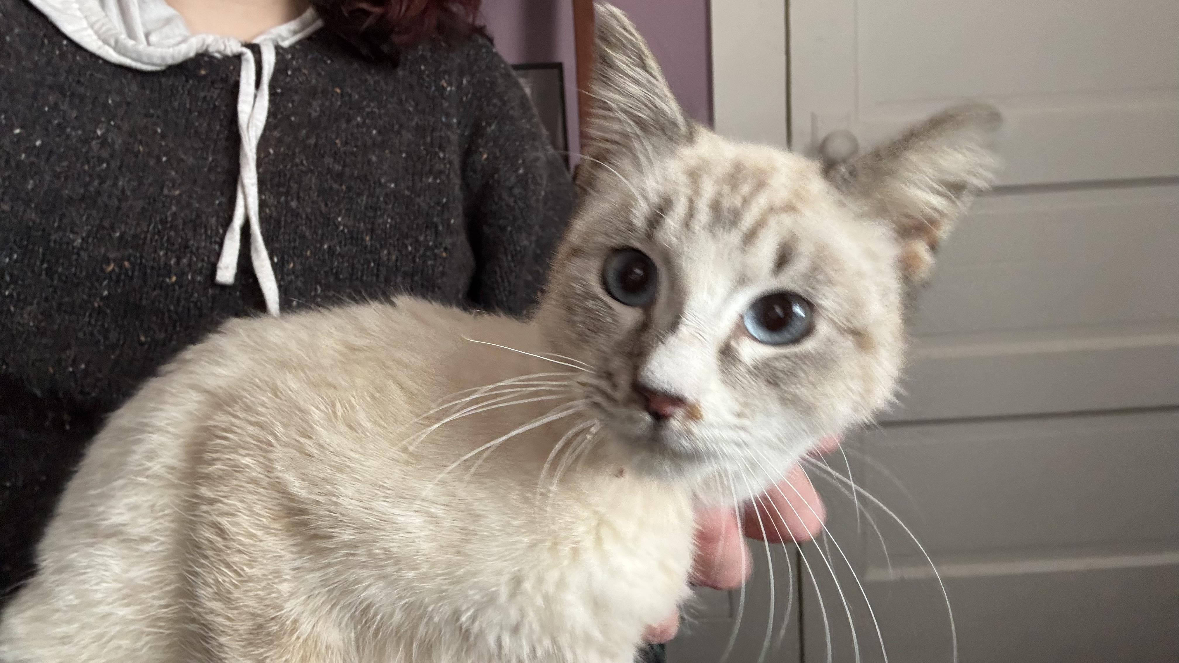 Professor Paws thumbnail 2