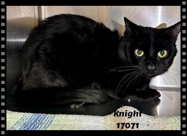 Knight See Also Merlin