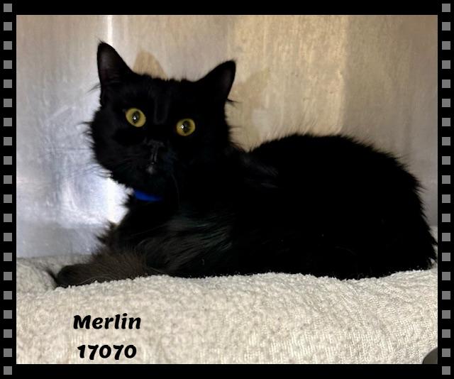 Merlin See Also Knight