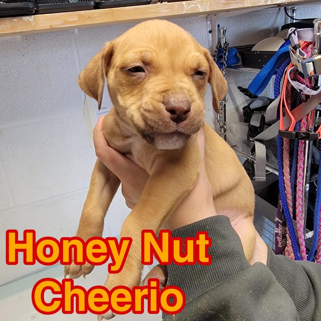 Honey Nut Cheerio