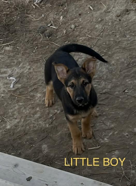 Little Boy