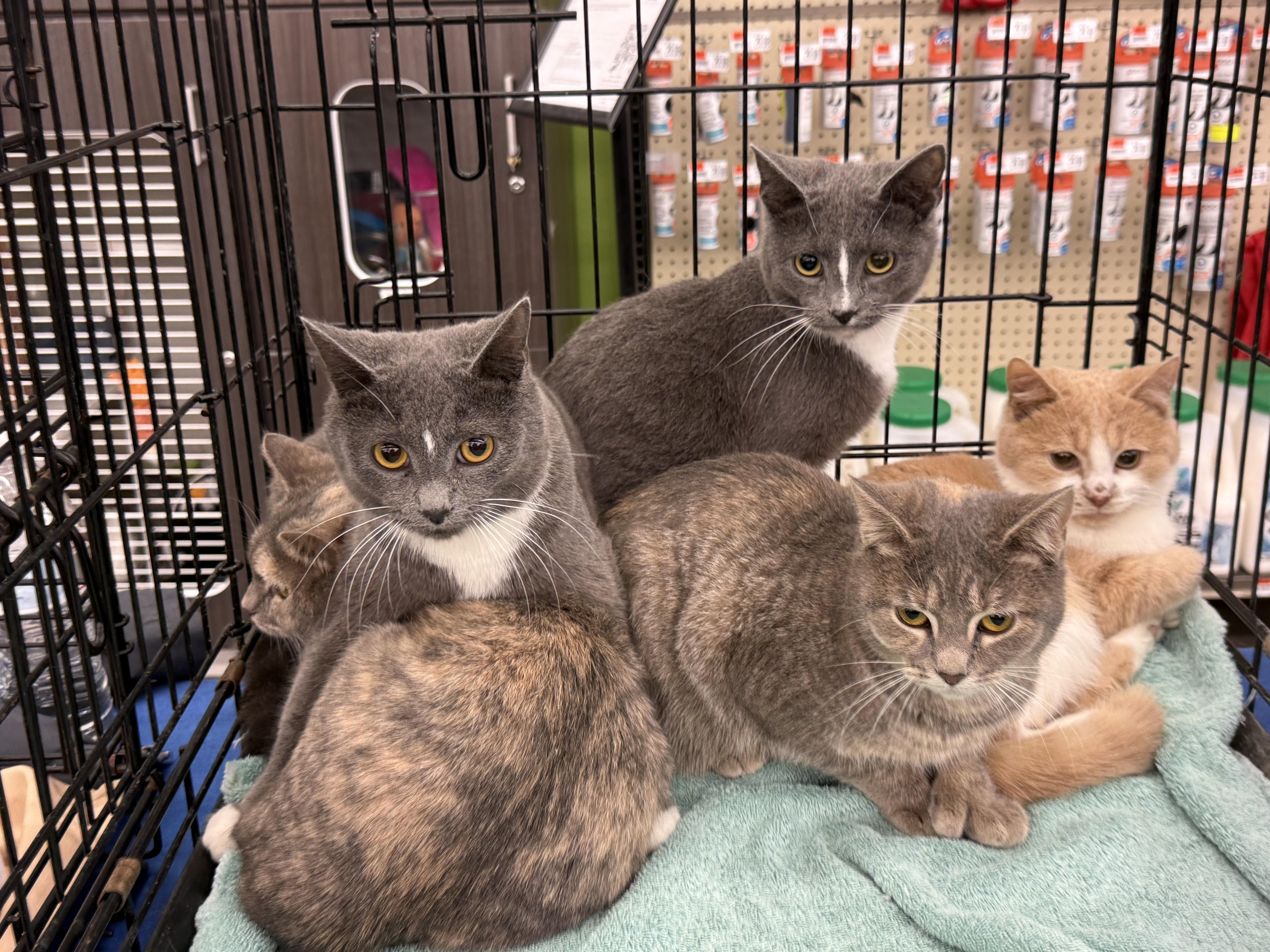 Mittens And Panda photo 1