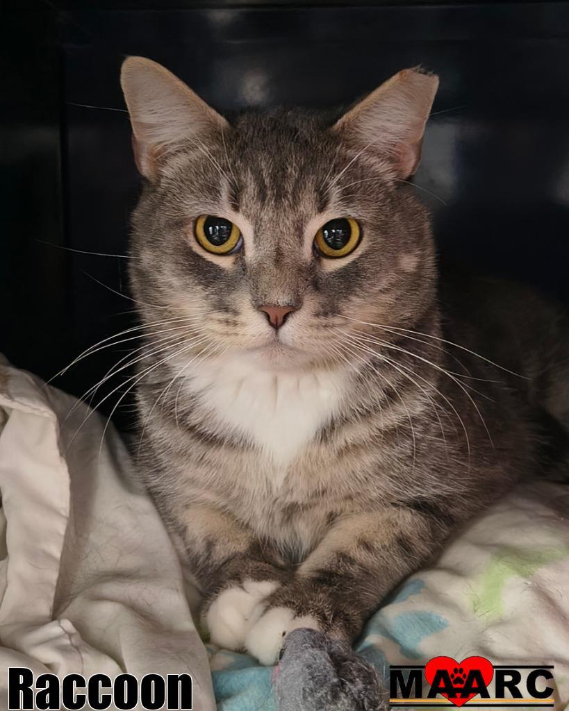 Raccoon