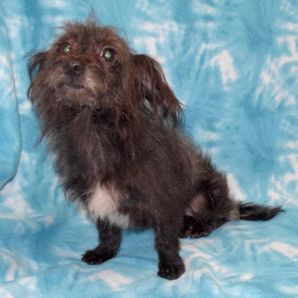 Little Bit Mini thumbnail 3