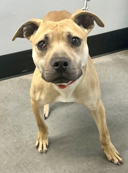 Spud Jones Fka Dog photo 1