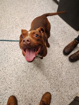 Pumpkin Pie thumbnail 2