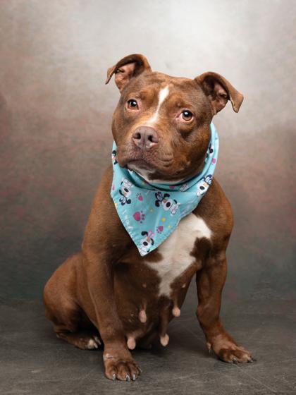 Pumpkin Pie thumbnail 3