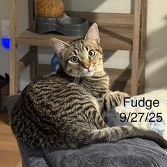 Fudge