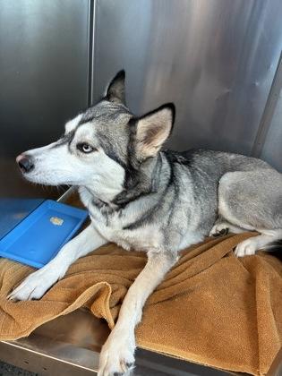 Yuma Tripawed thumbnail 2