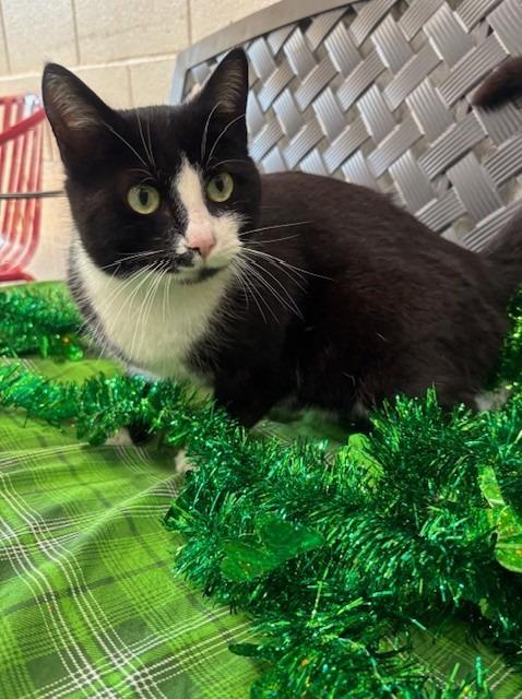 Starfish thumbnail 2