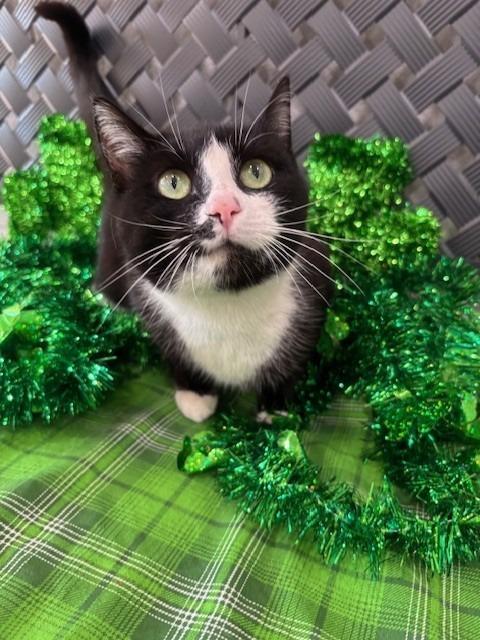 Starfish thumbnail 4