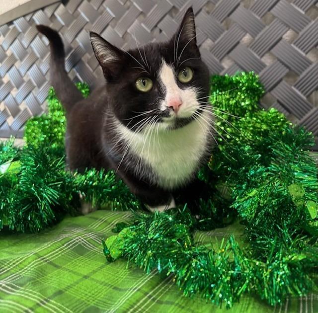 Starfish thumbnail 5