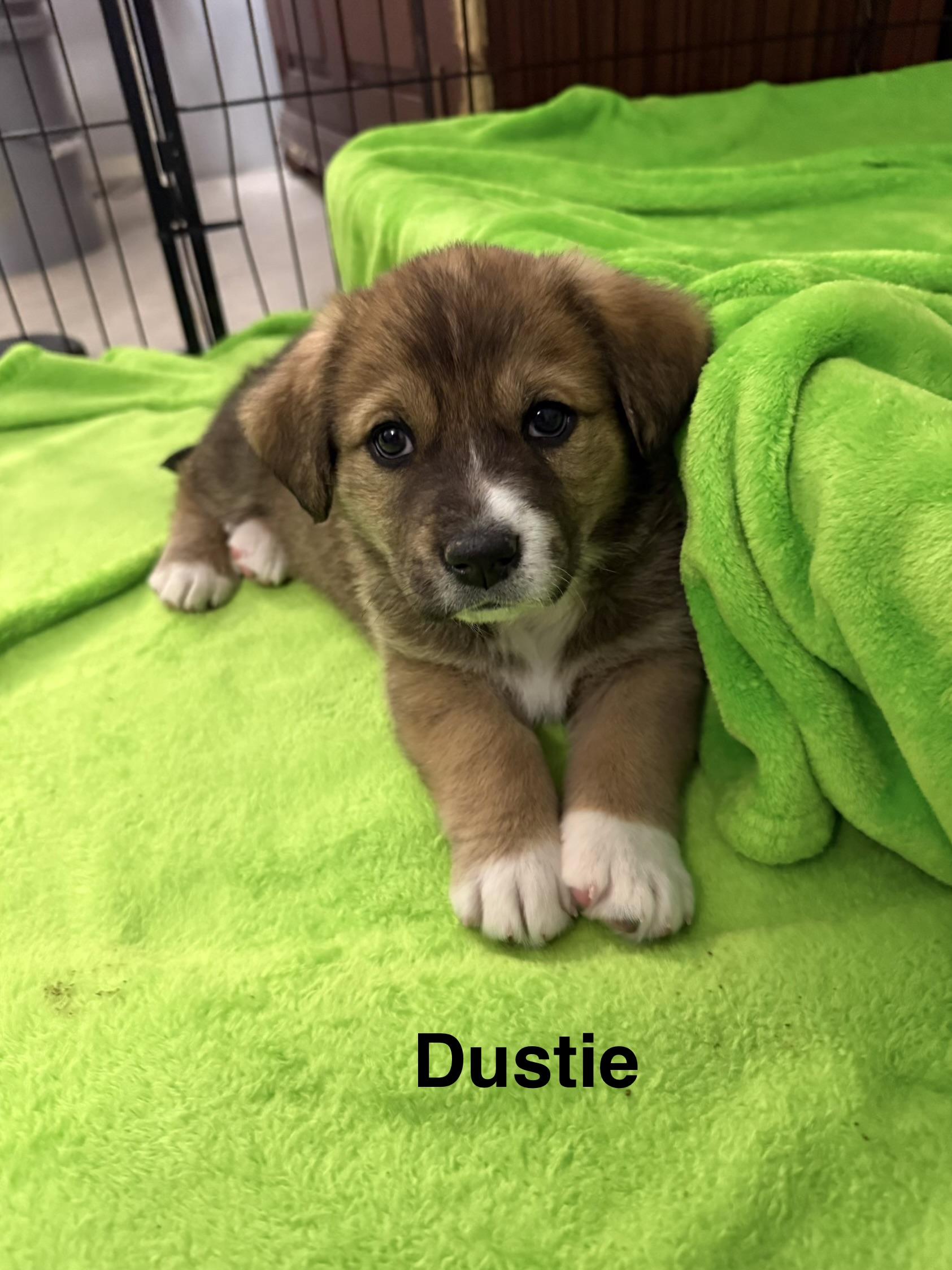 Dustie