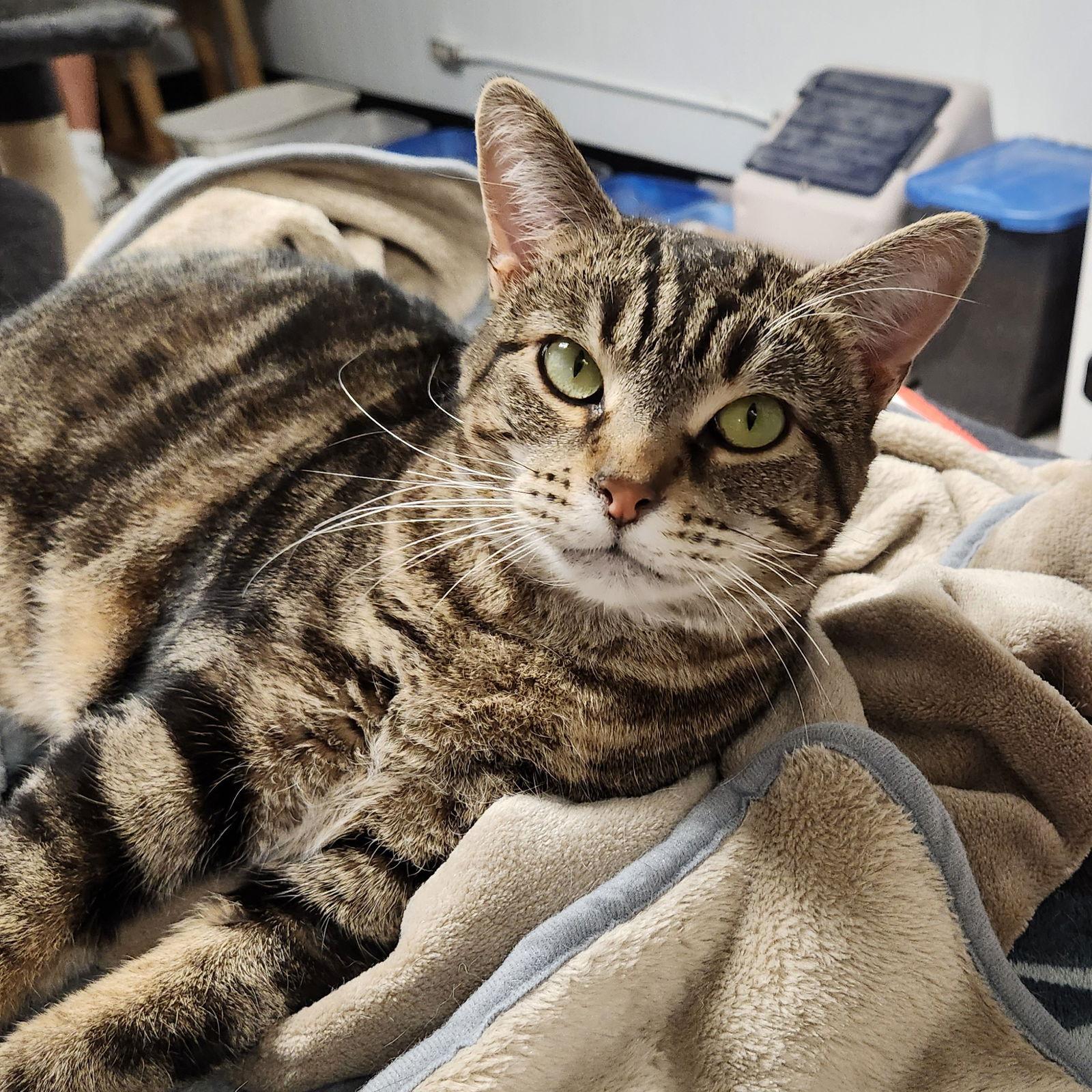 Mother Goose thumbnail 2