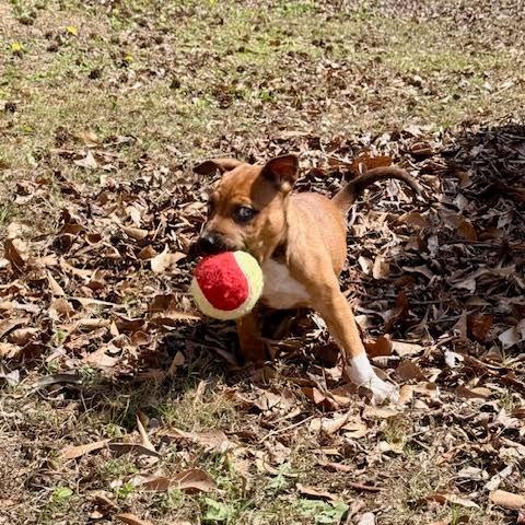 Cinnamon thumbnail 2