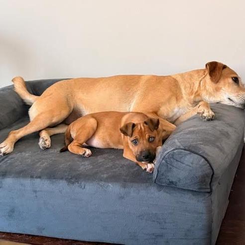 Cinnamon thumbnail 3