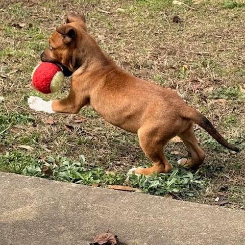 Cinnamon thumbnail 4