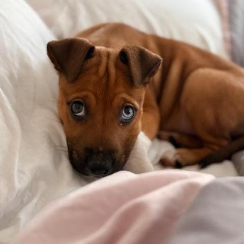 Cinnamon thumbnail 5