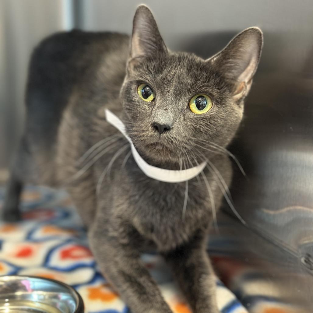 Fantasma thumbnail 2