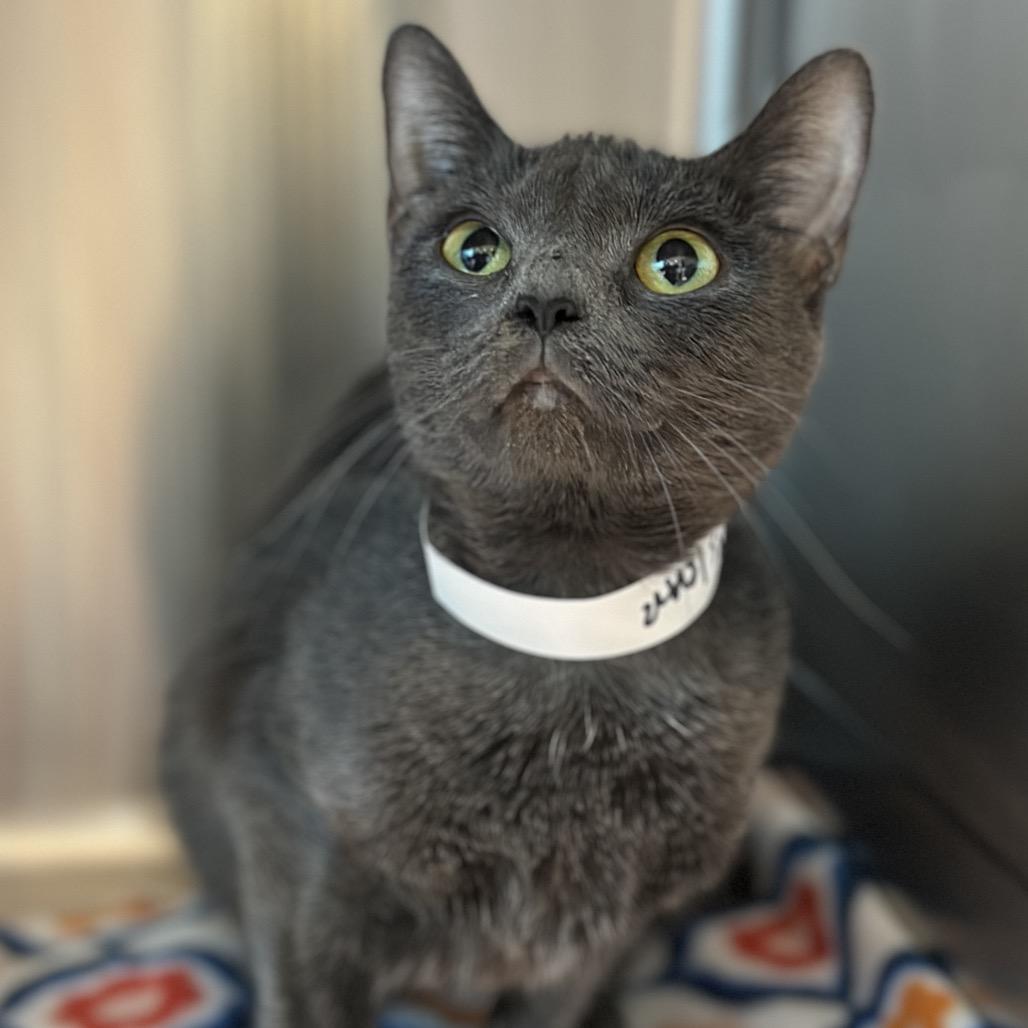 Fantasma thumbnail 3