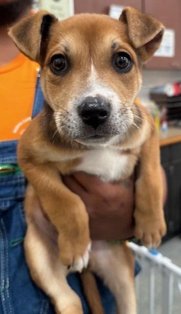 Jack Daniel thumbnail 2