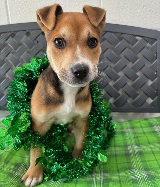 Jack Daniel thumbnail 3