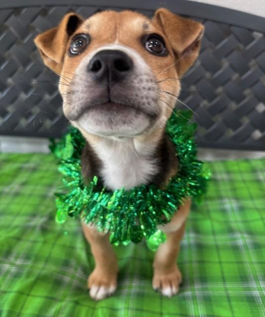 Jack Daniel thumbnail 4