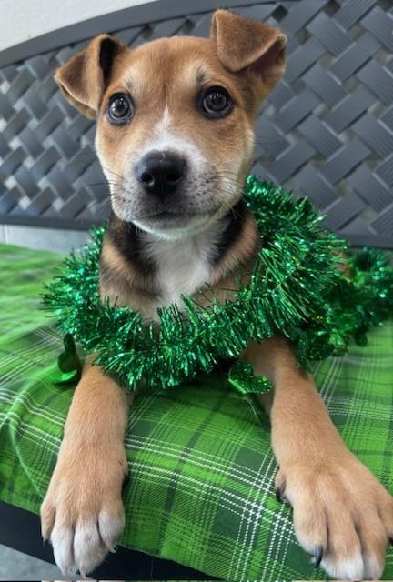 Jack Daniel thumbnail 5