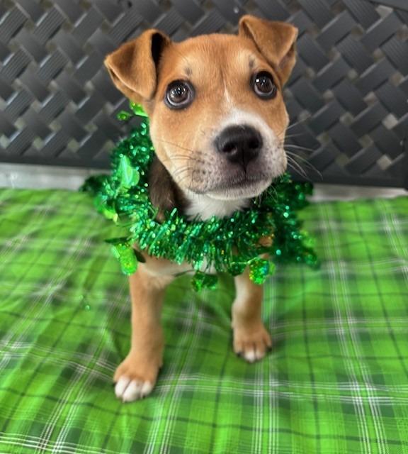 Jack Daniel thumbnail 6