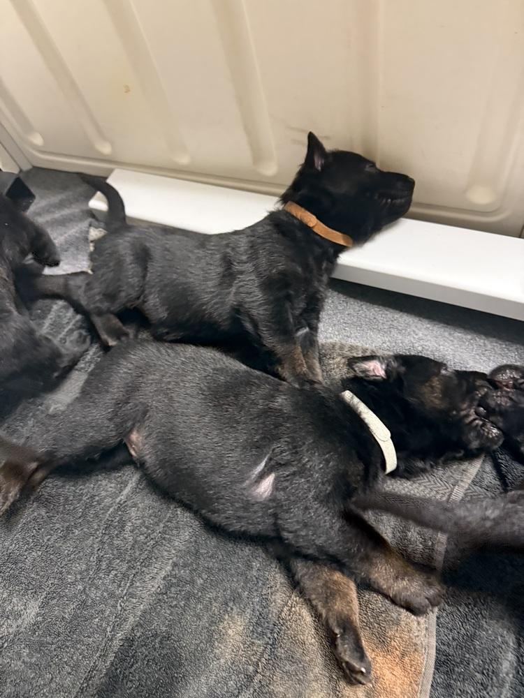 Lakeland Lookers  Bannan