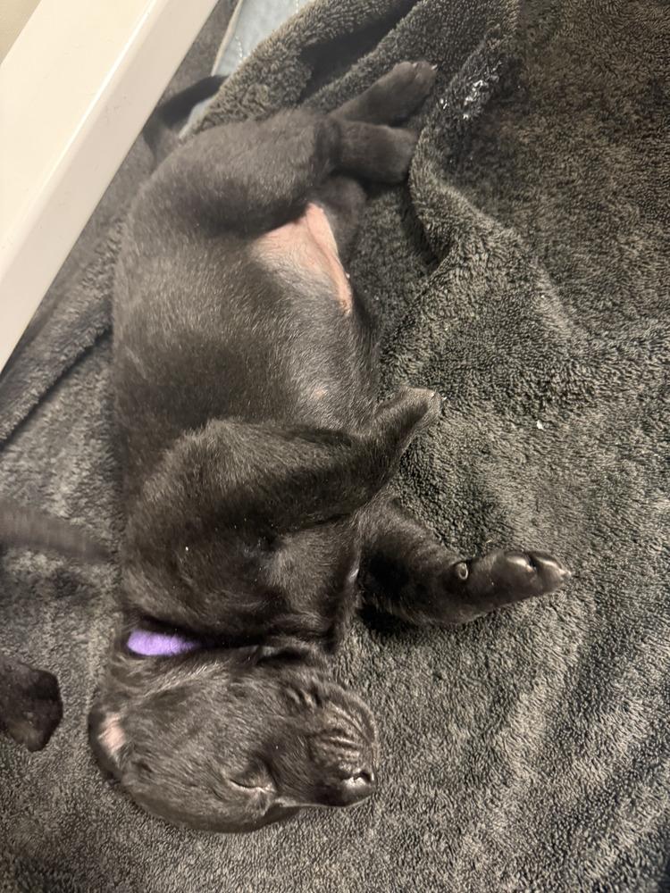 Lakeland Lookers  Nyra