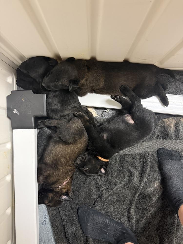 Lakeland Lookers  Onyx