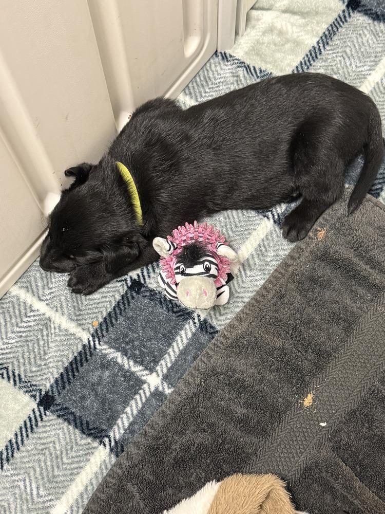 Lakeland Lookers  Vega