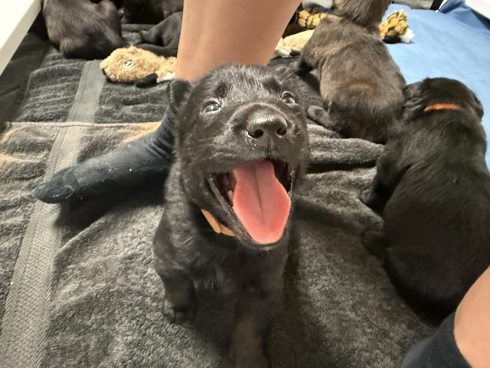 Lakeland Lookers  Vex