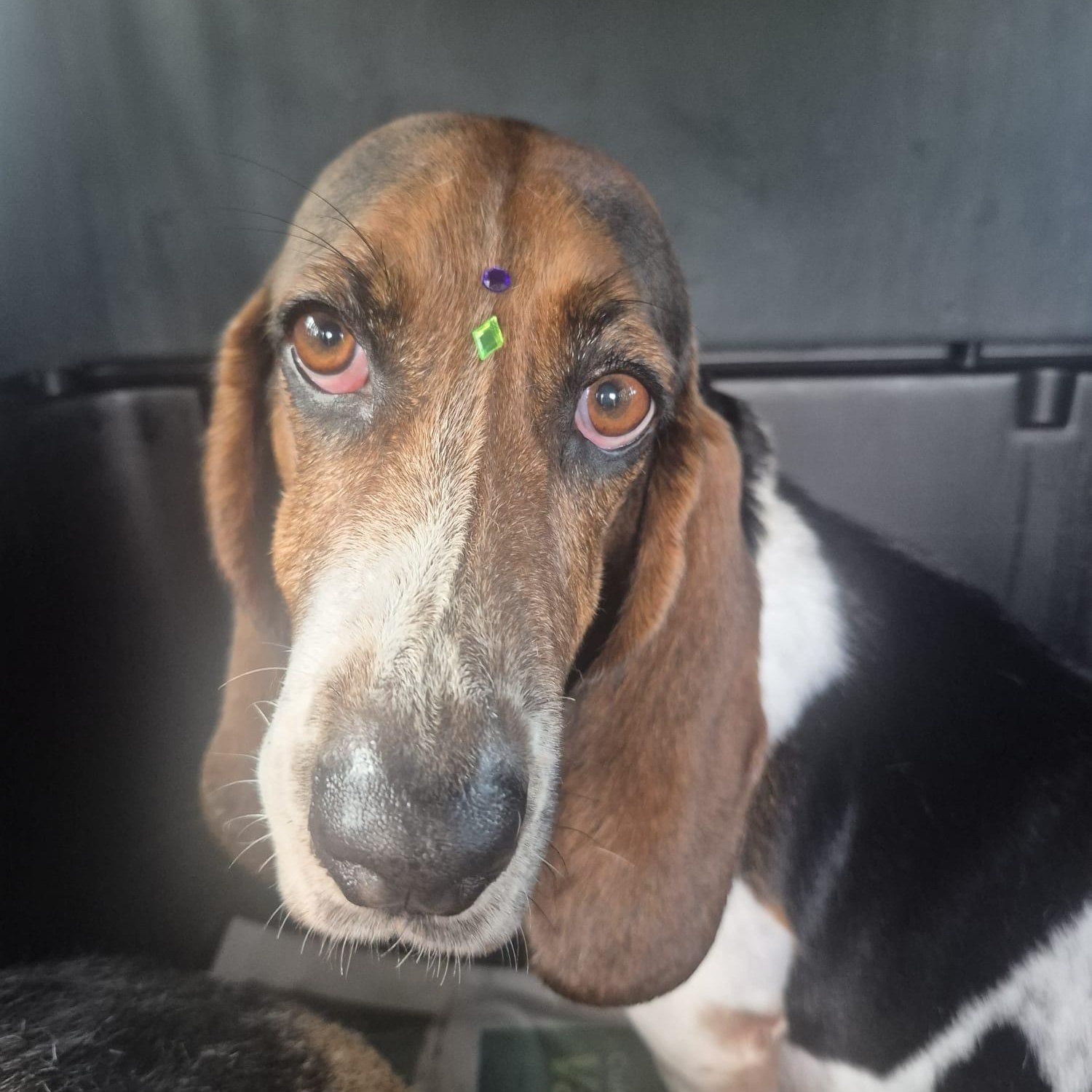 Adopt Ghandi Out Of in New York | Basset Hound Dog | GetBuddy